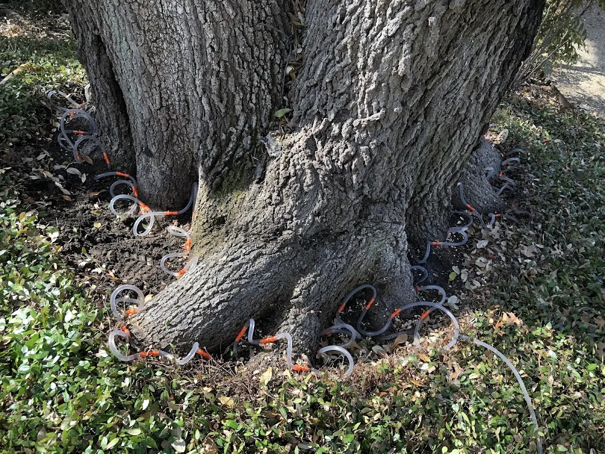 Detailed Shrub and Hedge Trimming job site in Floresville