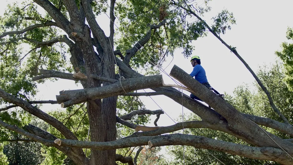 Professional Hazardous Tree Removal performed by certified arborists in Floresville