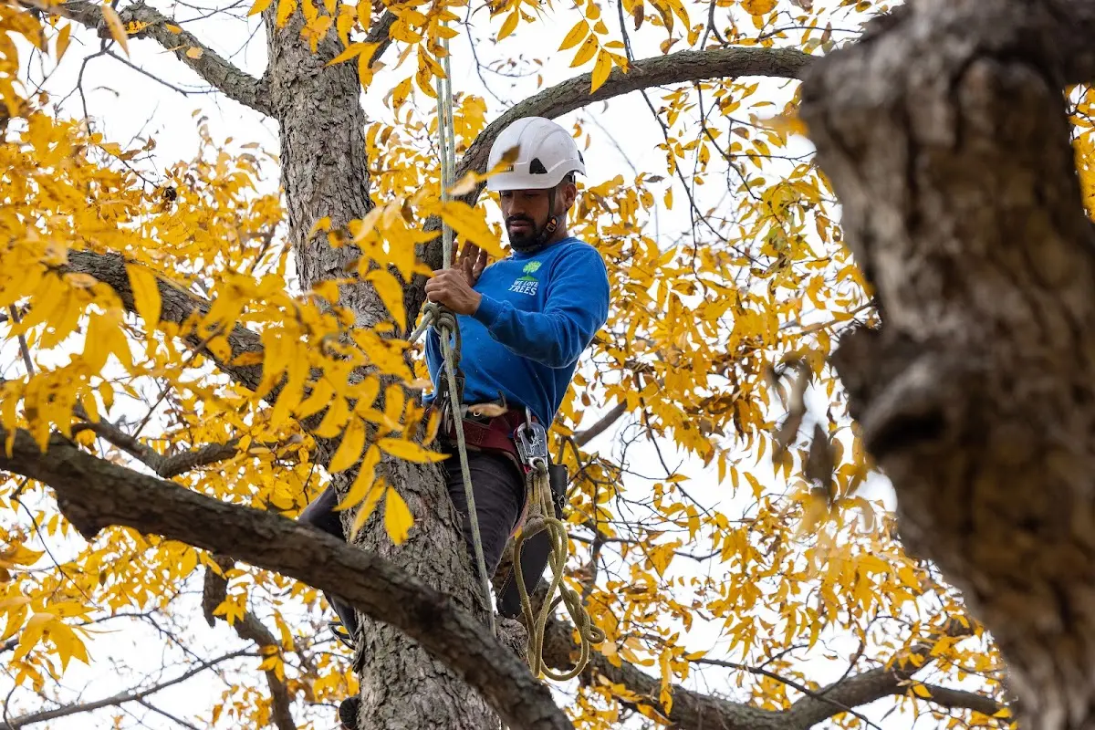 Skilled Tree Pruning crew working in Floresville