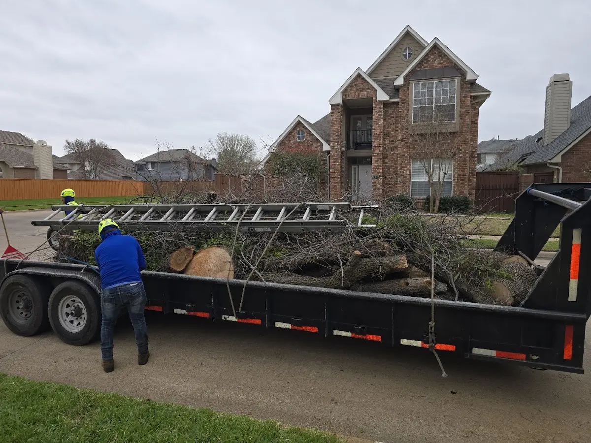 Expert Tree Removal with proper safety equipment in Floresville